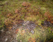  click to enlarge (land0447b.jpg) 