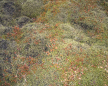  click to enlarge (land0451b.jpg) 