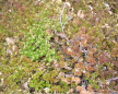  click to enlarge (land0491b.jpg) 