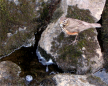  click to enlarge (land0511b.jpg) 